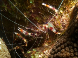 Banded Coral Shrimp IMG 6005